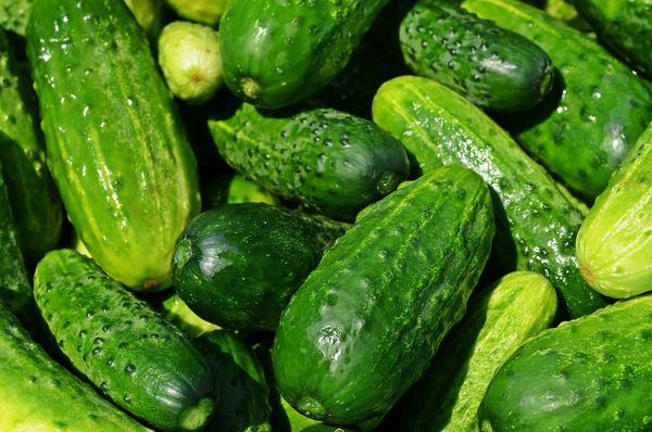 Zdrowie z kiszonki - poznaj siłę probiotyków na talerzu